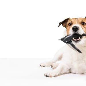 Cute dog with bow tie after grooming