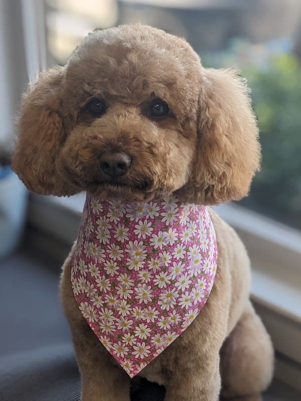 Groomed poodle portrait