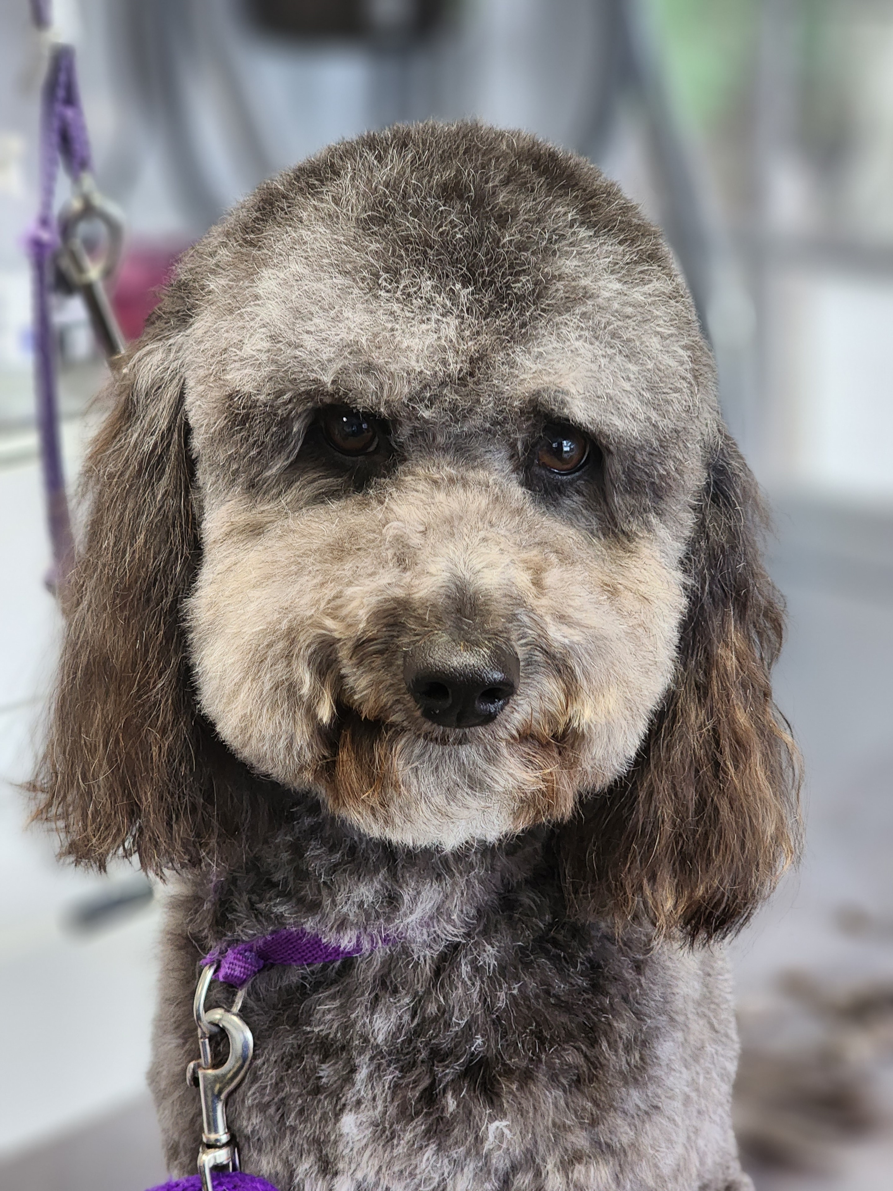 VIP Grooming dog