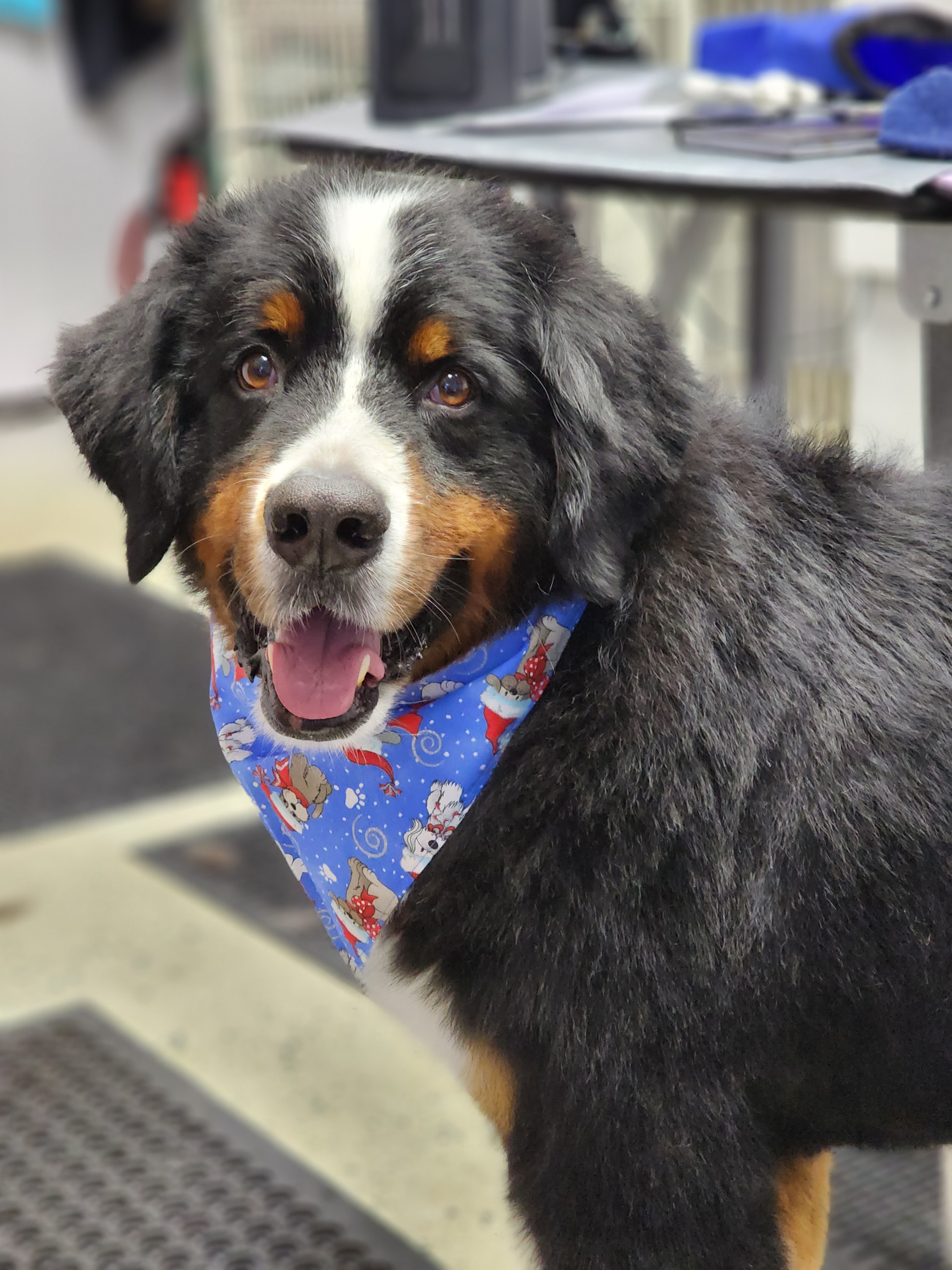 VIP Grooming dog