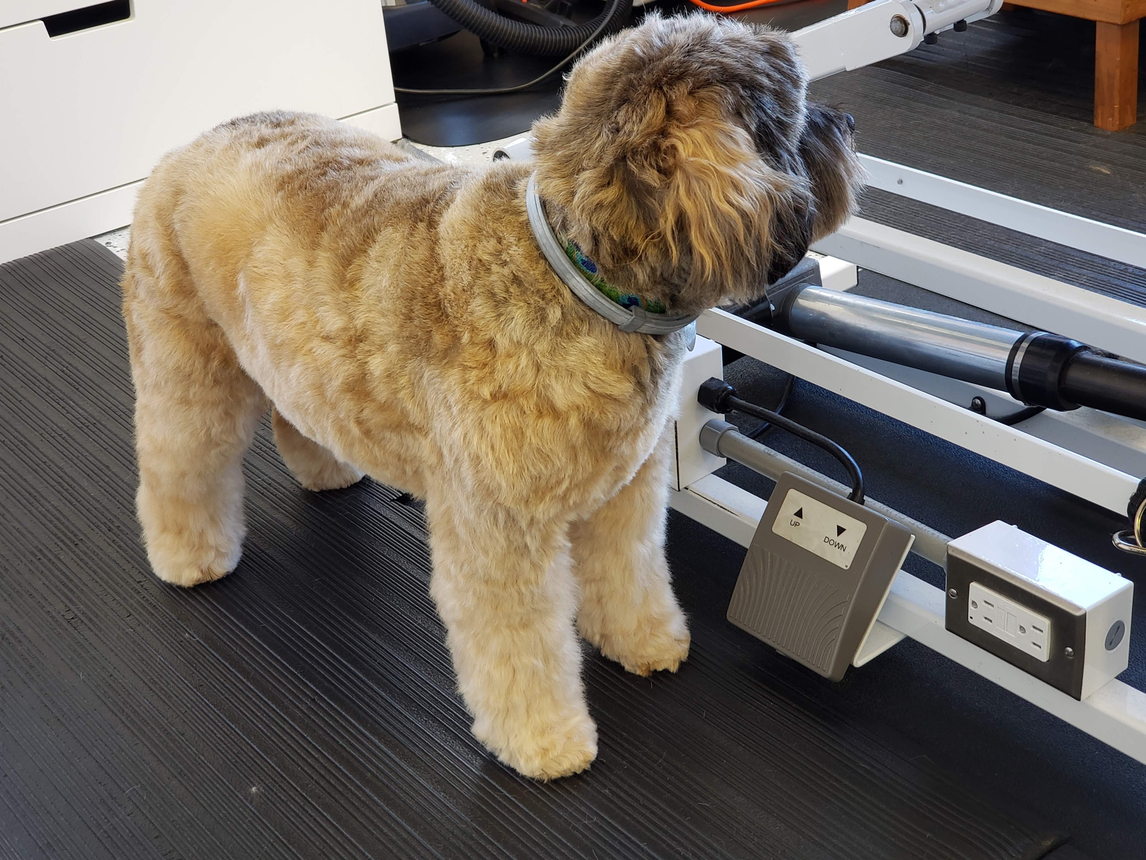 VIP Grooming dog