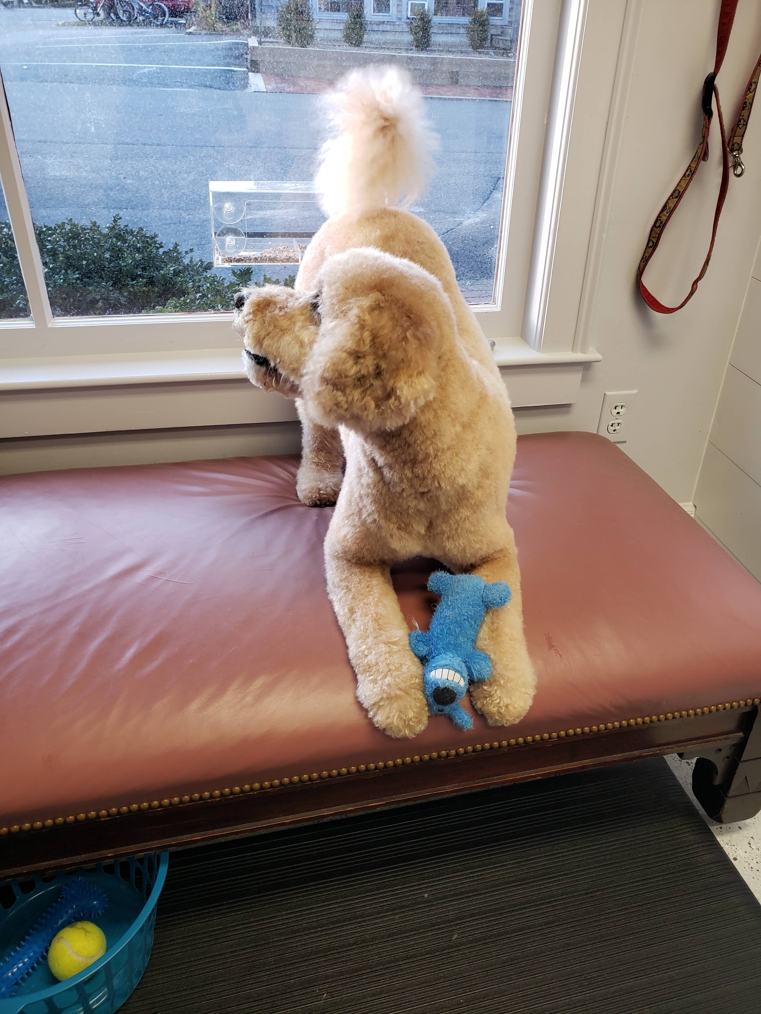 VIP Grooming dog