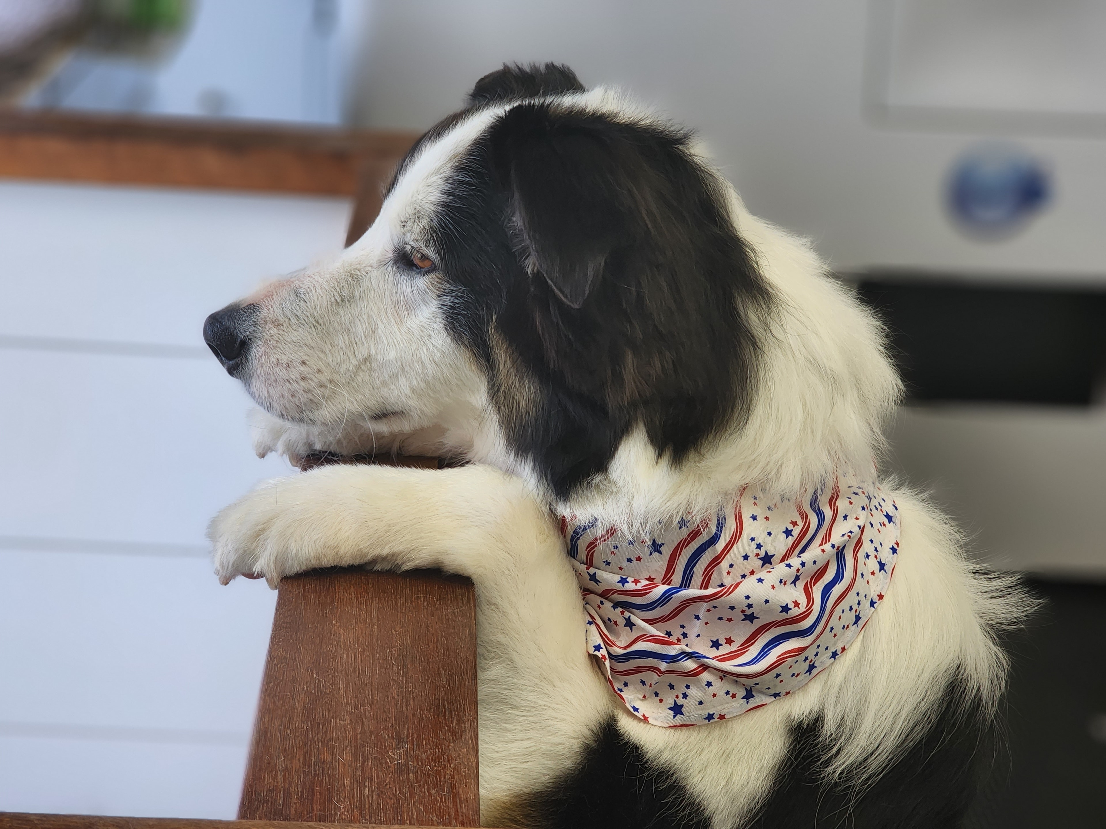 VIP Grooming dog